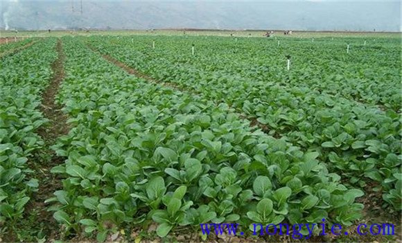菜心栽培管理關鍵技術(shù)