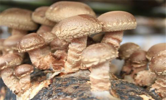 怎樣用速生高產(chǎn)栽培新技術種香菇