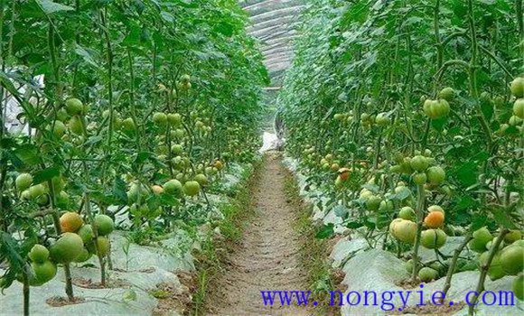 長江中下游區(qū)番茄播種時(shí)間