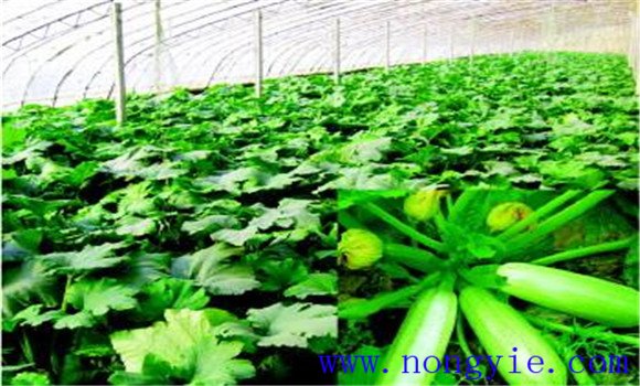 秋季西葫蘆種植技術