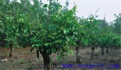 核桃樹(shù)高接換頭幾月份好，應(yīng)注意哪些事項(xiàng)？