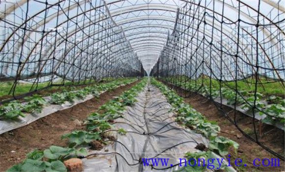 網紋甜瓜的移栽定植技術