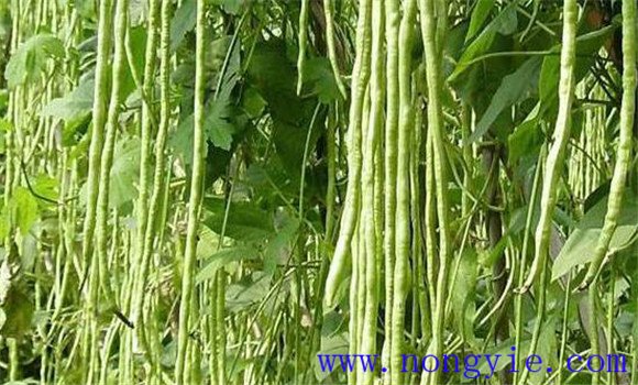 菜豆生長過程包括哪幾個(gè)階段