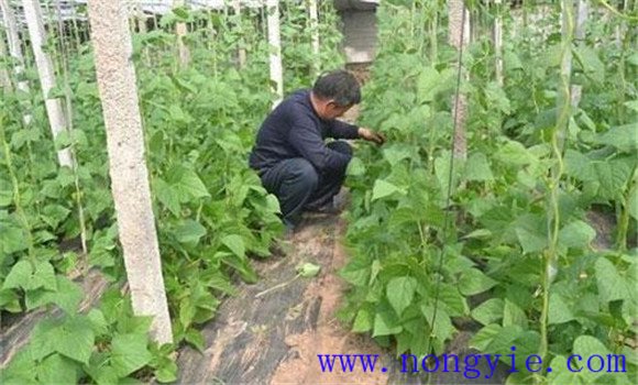 秋菜豆在栽培上應掌握哪些技術(shù)要點