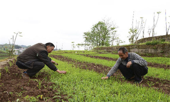 水稻旱育秧田化學除草