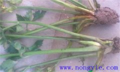 西芹裂根是怎么回事？怎樣防止？