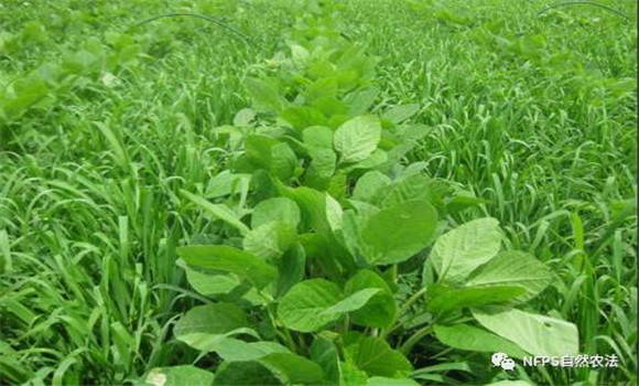 大豆化學除草技術要注意三點