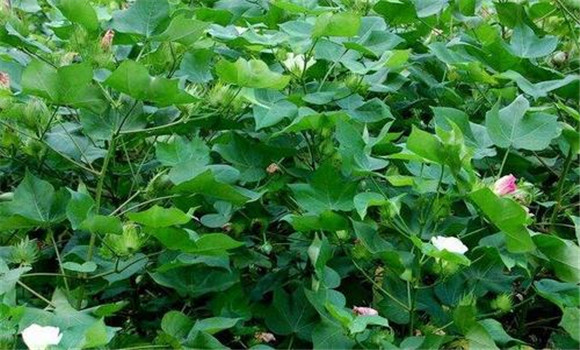 棉花輕簡化栽培技術(shù)要點(diǎn)