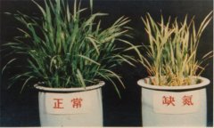 氮、磷、鉀對植物的作用分別是什么
