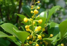 種植米蘭花應(yīng)注意什么？