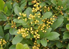米蘭花掉葉子怎么辦？