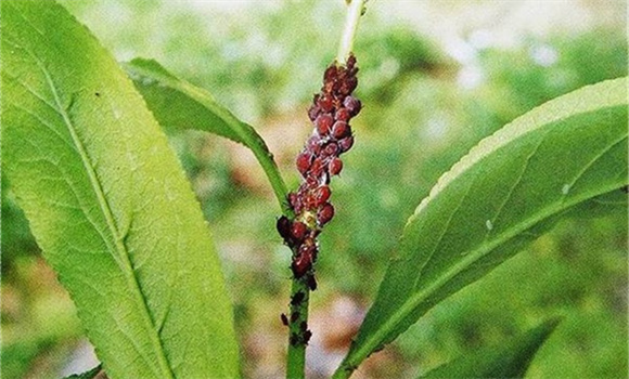 桃樹(shù)蟲(chóng)害的防治方法