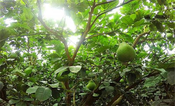 花期、幼果期適量肥水和溫度