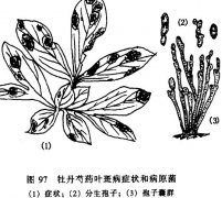 怎樣防治牡丹、芍藥紅斑病