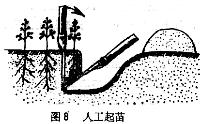 ="苗木在起、運過程中應(yīng)注意什么"
