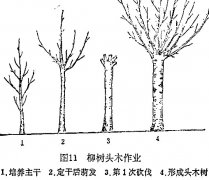 什么是柳樹頭木作業(yè) 怎樣施行？
