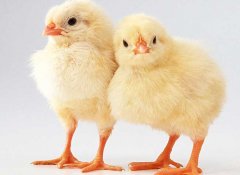 小雞怎么養(yǎng)最好？