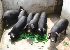 怎樣飼養(yǎng)黑豬？黑豬養(yǎng)殖技術(shù)要點(diǎn)介紹