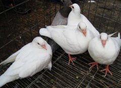 肉鴿如何才能提高成活率？