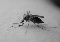 蚊子的壽命有多長，蚊子最怕什么植物、動物