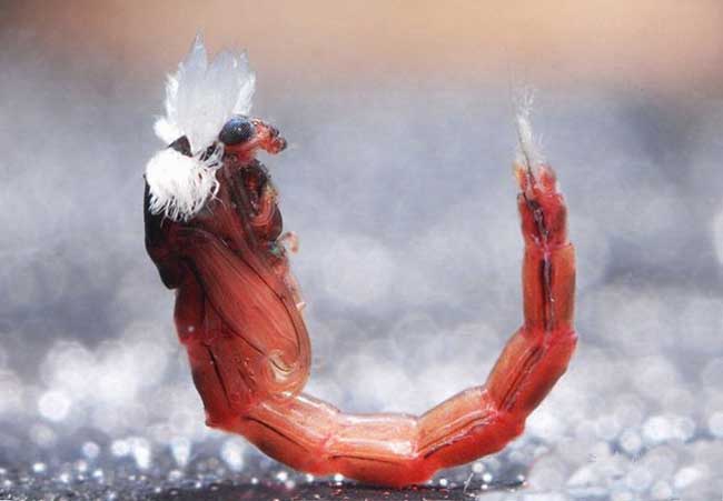 花鳥(niǎo)魚(yú)蟲(chóng)養(yǎng)殖技術(shù)
