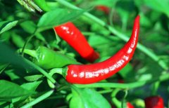 辣椒屬于什么類(lèi)蔬菜？
