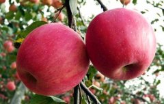 紅富士蘋果產(chǎn)地在哪里？