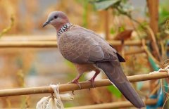 珠頸斑鳩吃什么食物？