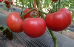 西紅柿常用激素、調(diào)節(jié)劑、微肥、葉面肥