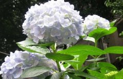 繡球花可以放在室內(nèi)嗎？繡球花適合放在哪里？