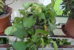 常見的凈化空氣的室內(nèi)植物有哪些？