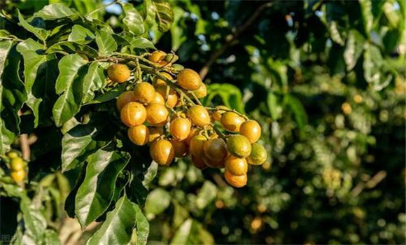 黃皮如何疏花、疏果、保果