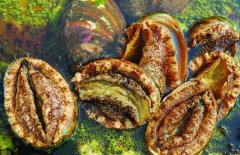 鮑魚的營養(yǎng)價(jià)值有哪些，適宜哪些人群食用