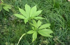 半夏的種植前景如何？半夏的市場(chǎng)現(xiàn)狀分析
