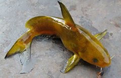 黃顙魚的種類（品種）有哪些？