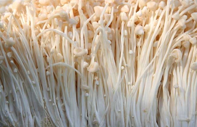 金針菇怎么種