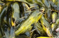 黃顙魚的營養(yǎng)價(jià)值、醫(yī)療功效與適宜人群簡介