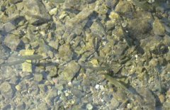青魚(yú)魚(yú)種培育方法、親魚(yú)培育池設(shè)計(jì)與繁殖技術(shù)
