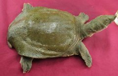 吃甲魚過敏怎么辦，其過敏的原因是什么？