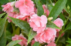 鳳仙花能治療灰指甲嗎？