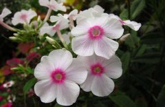鳳仙花的花語(yǔ)是什么？