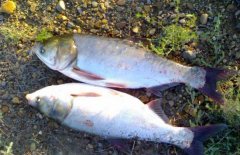 白鰱和鳙魚的區(qū)別有哪些？
