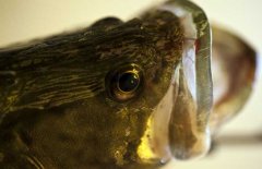 鱖魚品種有哪幾種、各有什么特點(diǎn)？