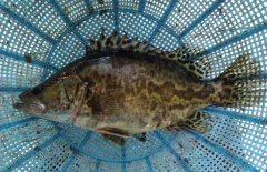 鱖魚和桂魚的區(qū)別是什么，鱖魚的別稱有哪些
