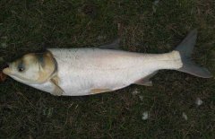 鰱魚疾病防治技術：爛鰓病、四極蟲病、豎鱗病