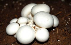 口蘑、香菇、草菇的區(qū)別