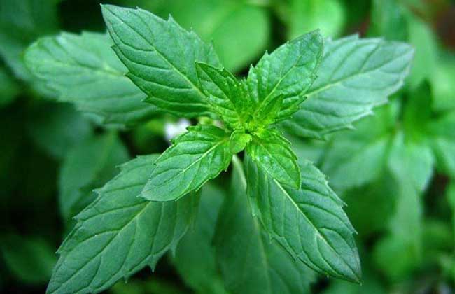 薄荷種植技術