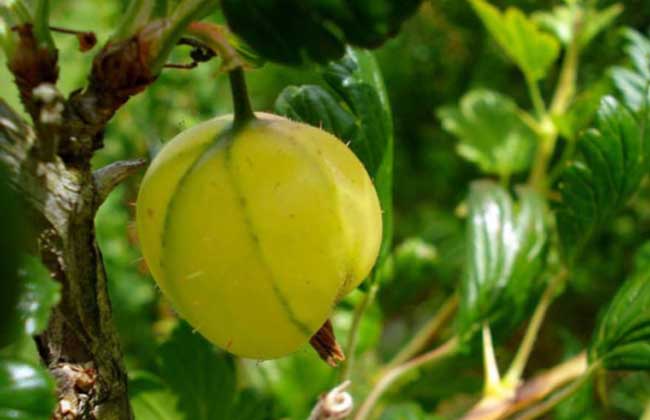 果樹種植方法