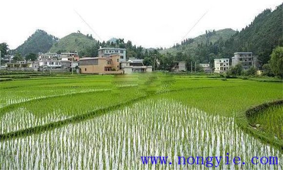 搶茬精播，穩(wěn)過(guò)立苗關(guān)