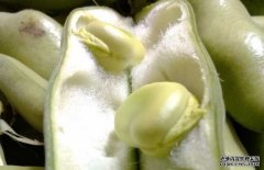 蠶豆有毒嗎？